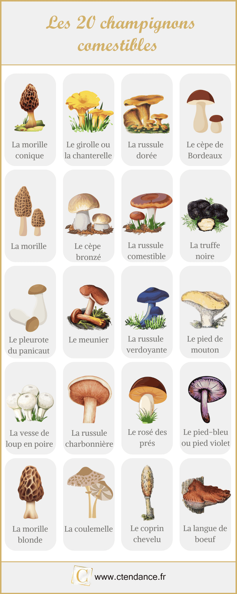 les champignons comestibles
